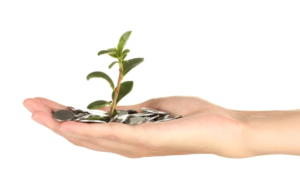 Woman's hand are holding a money tree on white background close-up — Stock Photo, Image