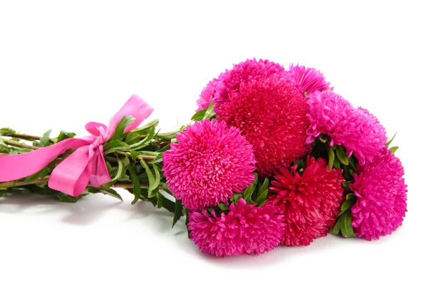 Flores de astra rosa, aisladas en blanco —  Fotos de Stock