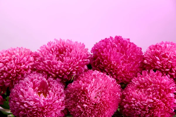 Beautiful aster flowers, on pink background — Stock Photo, Image