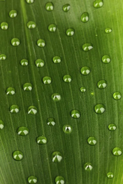 Grünes Blatt mit Wassertropfen aus nächster Nähe — Stockfoto