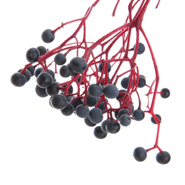 Wilde druiven, geïsoleerd op wit — Stockfoto