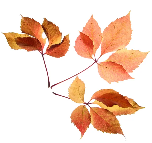 Světlé podzimní listí, izolované na bílém — Stock fotografie