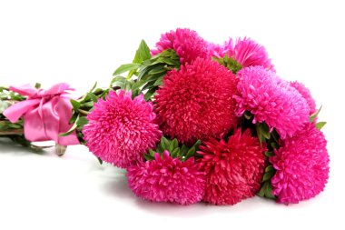 pembe aster çiçekler, üzerinde beyaz izole