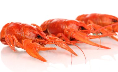 beyaz izole lezzetli haşlanmış crayfishes