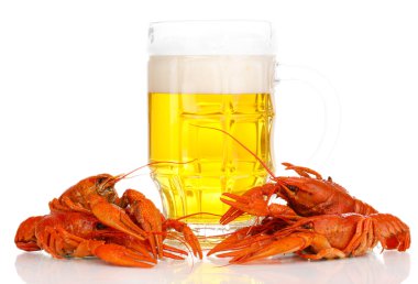 lezzetli haşlanmış crayfishes ve üzerinde beyaz izole bira