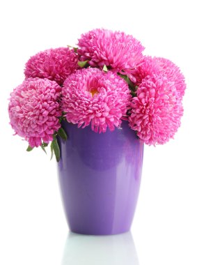 pembe aster çiçek saksı, üzerinde beyaz izole