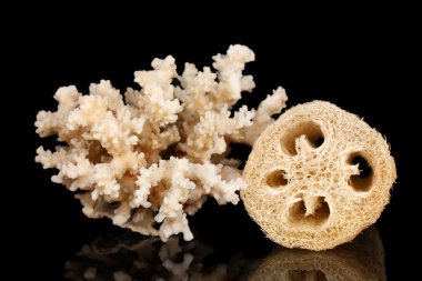 siyah üzerine izole lif kabağı