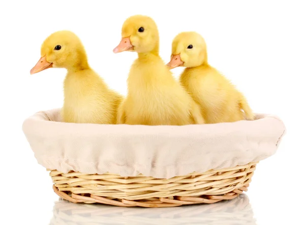 Tres patitos en cesta aislados en blanco — Foto de Stock