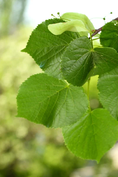 Feuilles de tilleul vert sur fond vert — Photo