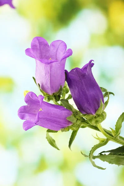 Blue bell flowers on green background — Stock Photo, Image