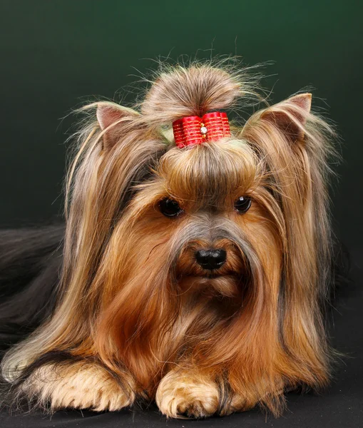 Schöner yorkshire terrier auf buntem hintergrund — Stockfoto