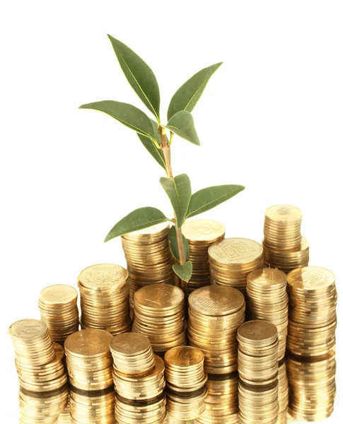 Plant growing out of gold coins isolated on white — Stock Photo, Image