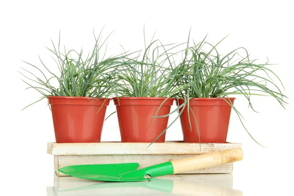 Pots with seedling isolated on white — Stock Photo, Image