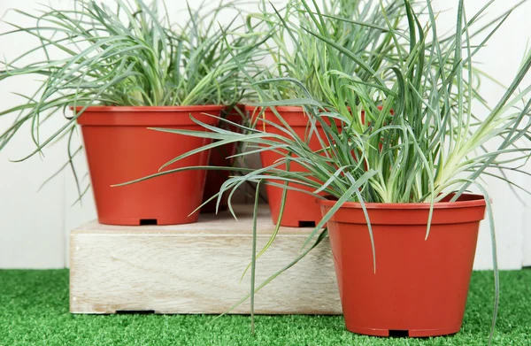 Macetas con plántulas sobre hierba verde sobre fondo de madera — Foto de Stock