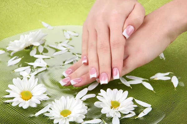 Mãos de mulher com manicure francês e flores em tigela verde com água — Fotografia de Stock