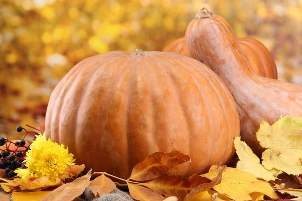 Pompoenen en herfst bladeren, op gele achtergrond — Stockfoto