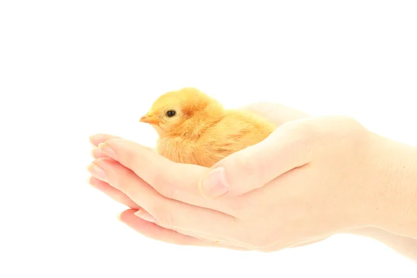 Beautiful little chicken on hands isolated on the white — Stock Photo, Image