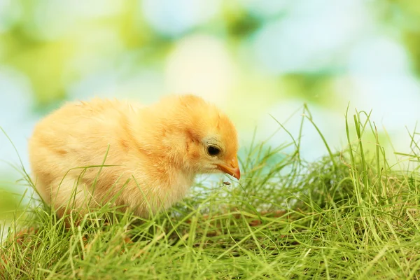 Vackra lilla kycklingen på grönt gräs i trädgården — Stockfoto