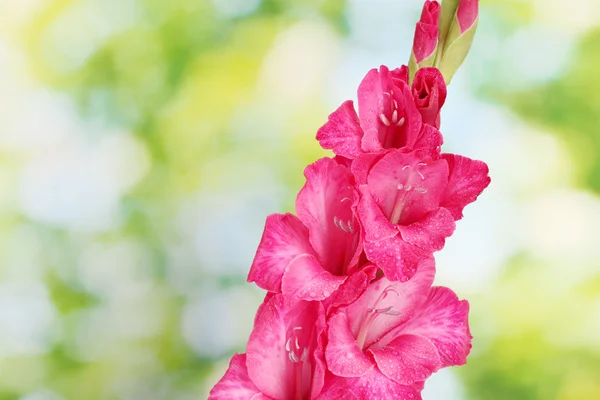 Beautiful pink gladiolus, on green background — Stock Photo, Image