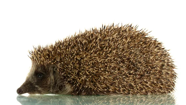 Igel, isoliert auf weiß — Stockfoto