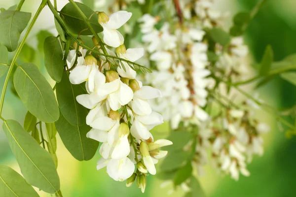 Branch of white acacia flowers on green background — Stock Photo, Image