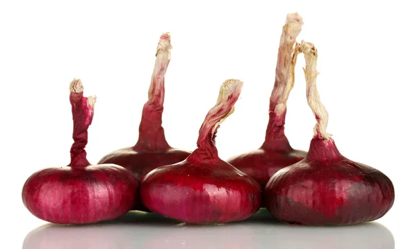 Beyaz arkaplanda kırmızı soğan izole edildi — Stok fotoğraf