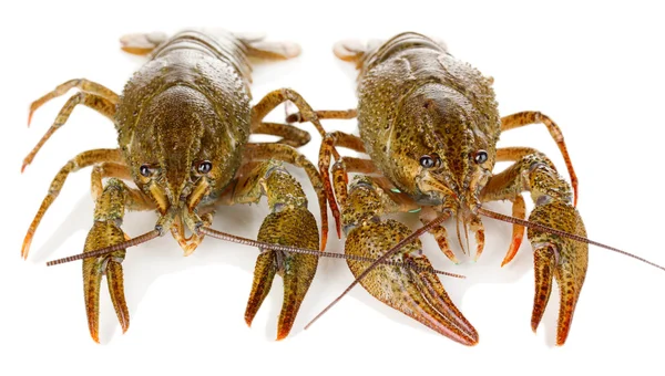 Alive crayfishes izole beyaz yakın çekim — Stok fotoğraf
