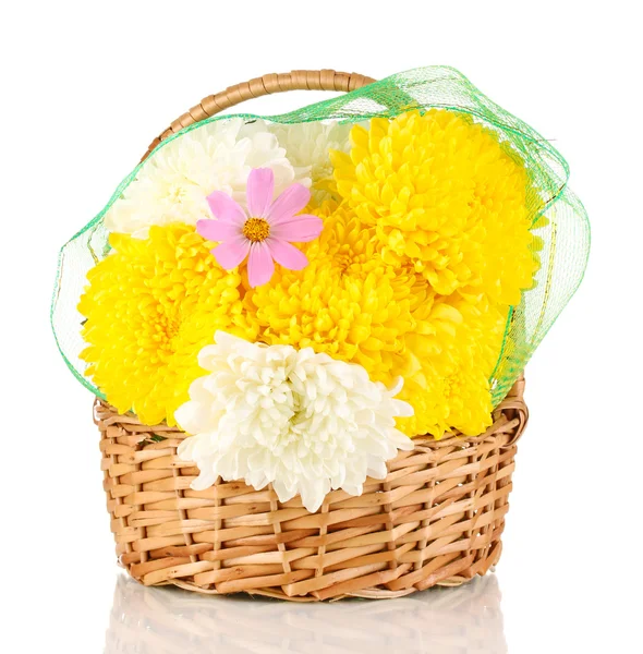 Beautiful chrysanthemum in basket isolated on white — Stock Photo, Image