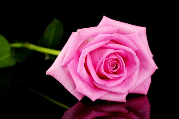 Рожева троянда ізольована на чорному — стокове фото