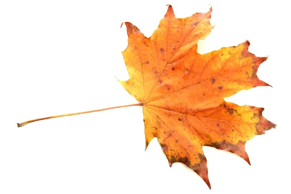 Hoja de otoño brillante, aislado en blanco — Foto de Stock