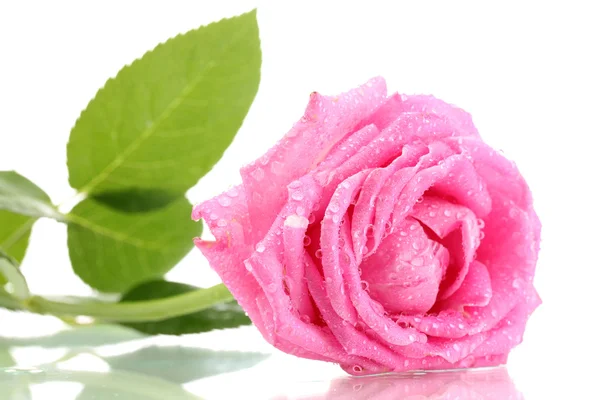 Rosa rosa com gotas isoladas no branco — Fotografia de Stock
