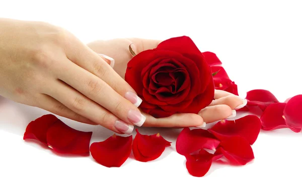 Beautiful woman hands with rose, isolated on white — Stock Photo, Image