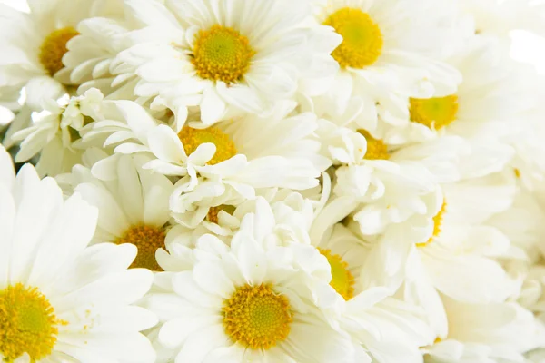 Ramo de hermosas margaritas flores, de cerca —  Fotos de Stock