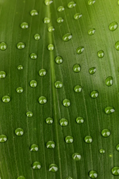 Green leaf with water drops close up — Stock Photo, Image
