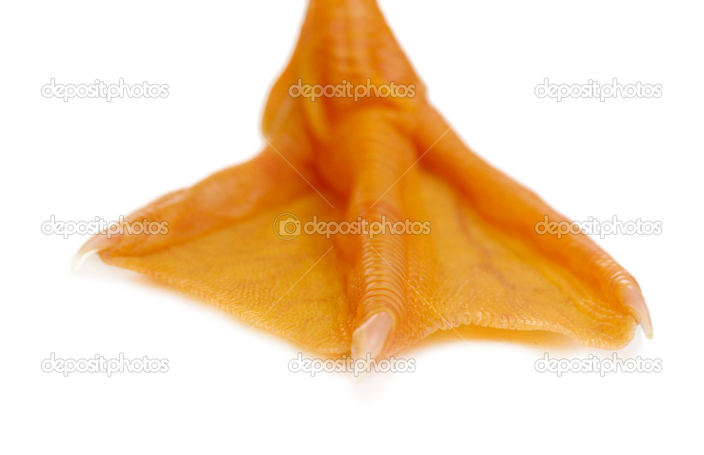 Duckling foot isolated on white