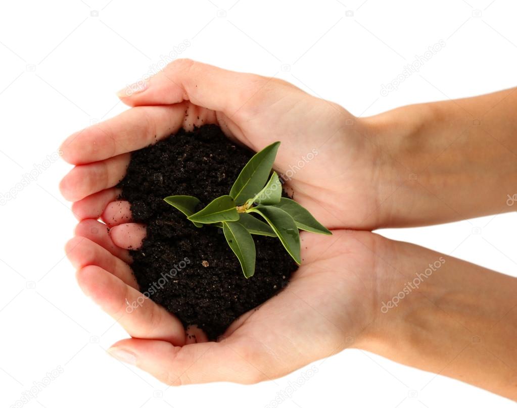 woman's hands holding a plant growing out of the ground, on white backgroun