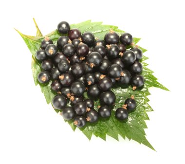 beyaz izole taze Siyah frenk üzümü