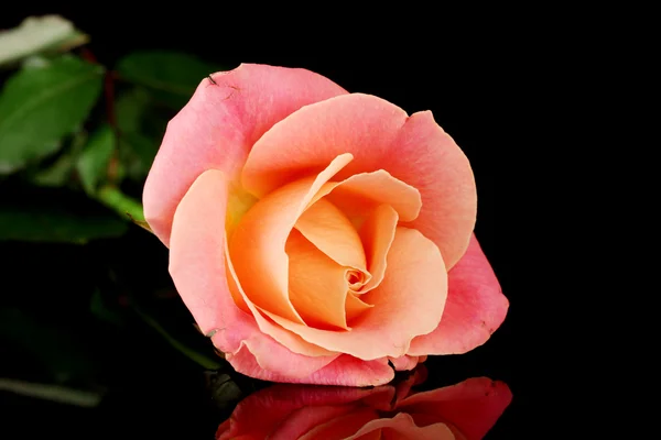 Rose isoliert auf schwarz — Stockfoto