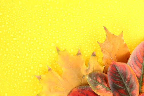 Bright autumn leaves on yellow background — Stock Photo, Image