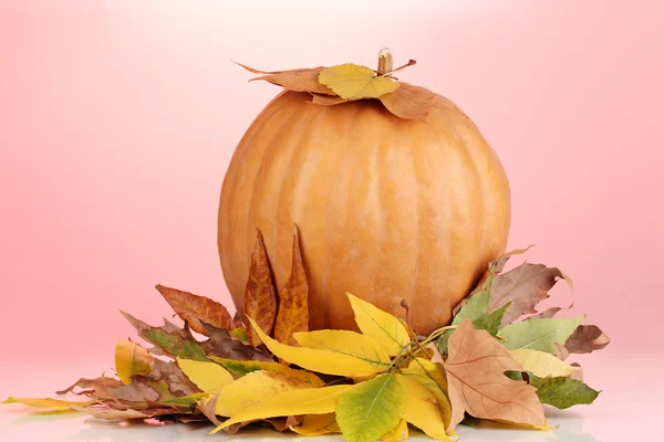 Ripe orange pumpkin with yellow autumn leaves on red background — Stock Photo, Image