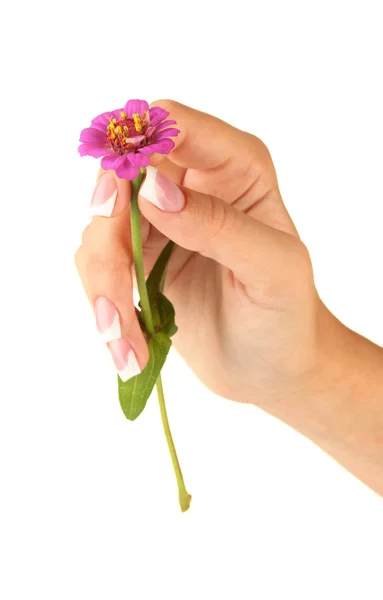 Ροζ λουλούδι με το χέρι της γυναίκας σε άσπρο φόντο — Φωτογραφία Αρχείου