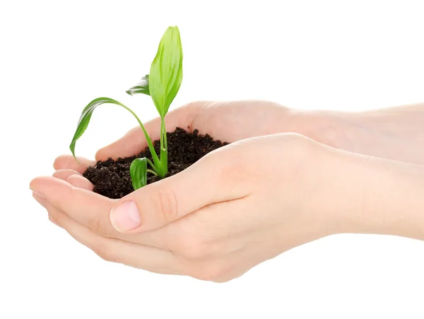 Young plant in hands isolated on white — Stock Photo, Image