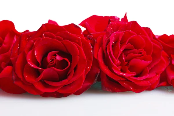 Hermosas rosas rojas y pétalos aislados en blanco —  Fotos de Stock