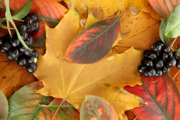 Heldere herfstbladeren en wilde bessen, close-up — Stockfoto