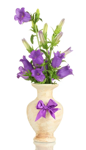 Голубой колокол цветы в вазе изолированы на белом — стоковое фото