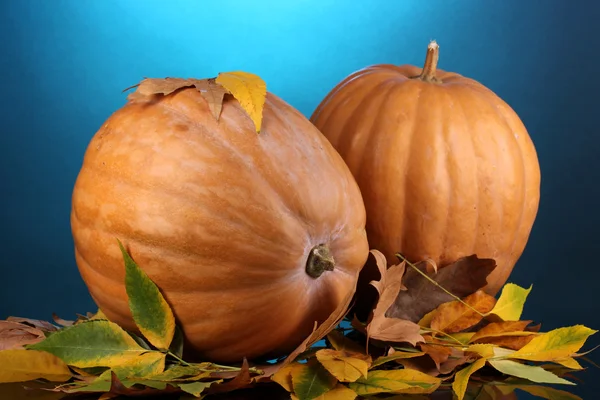 Dos calabazas naranjas maduras con hojas amarillas de otoño sobre fondo azul —  Fotos de Stock