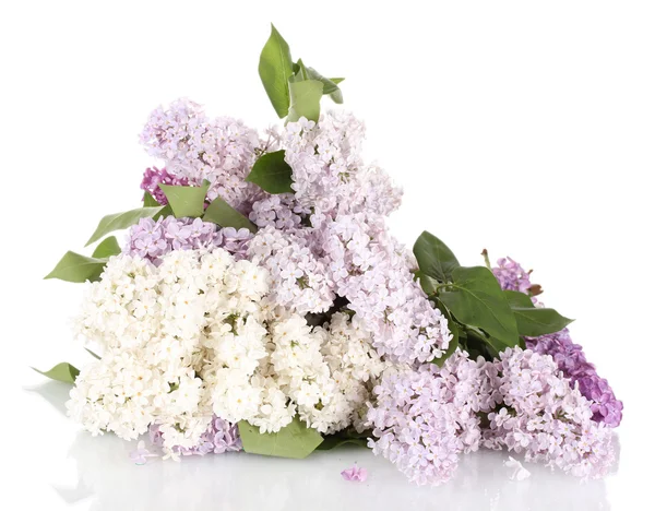 Bellissimi fiori lilla isolati su bianco — Foto Stock