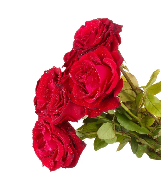 Krásnou kytici rudých růží, izolované na bílém — Stock fotografie