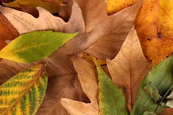 Composição de folhas de outono amarelo fundo — Fotografia de Stock