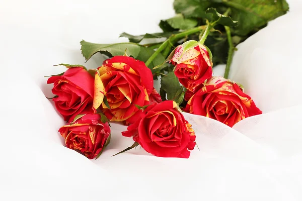 Belles roses rouges-jaunes sur mousseline blanche gros plan — Photo